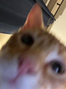 This is my cat James.